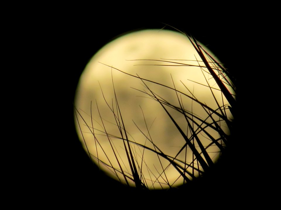 Trees, Beach, Full moon