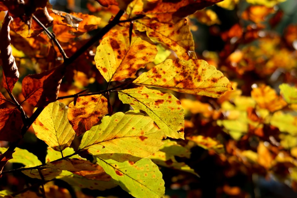 Switzerl, Tree, Autumn
