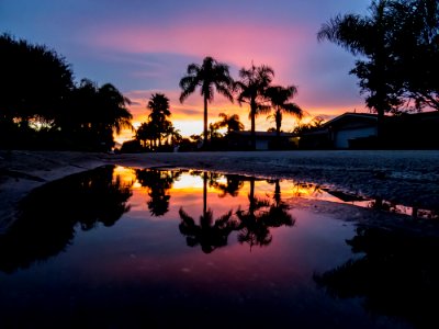 Beach, Palm tree, Florida photo