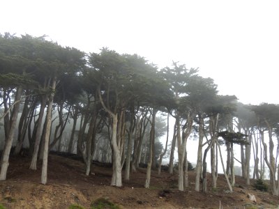 San francisco, United states, Fog