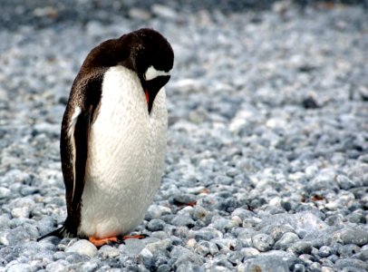 white and black penguin looking downward on field photo