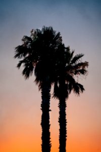 Summer, Nature, Sunset