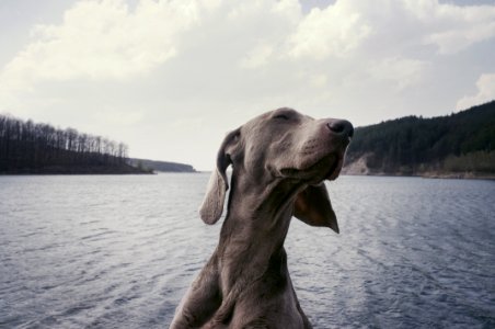 grayscale photography of short-coated dog photo