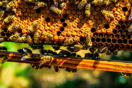 Honeycomb macro closeup