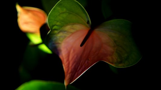 Oahu, United states, Anthurium
