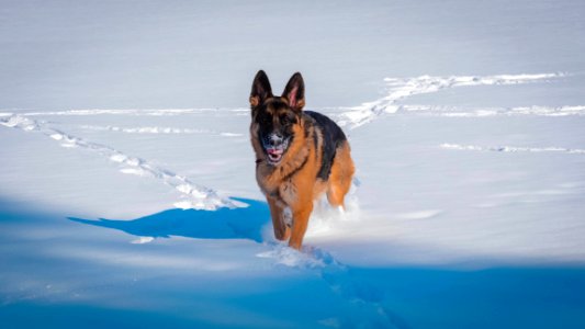 Pup, Colour, Ice photo