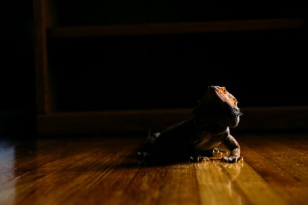 bearded dragon on wooden floor photo