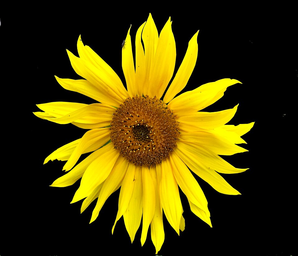 Yellow bloom black background