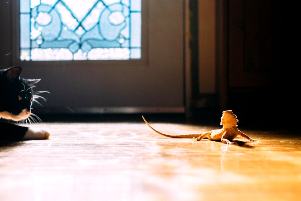Saint paul, United states, New pet