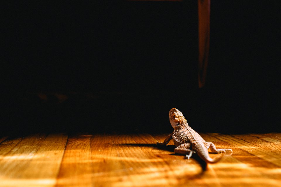 Saint paul, United states, Lizard photo