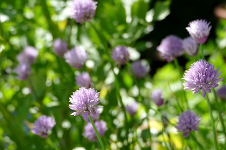 Nature culinary herbs herbs
