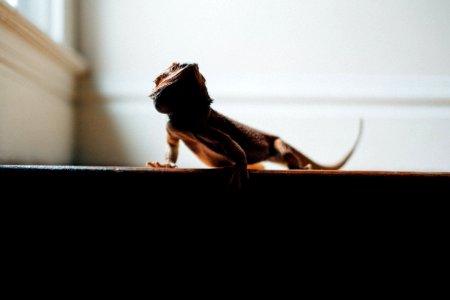 pogona near white wall photo