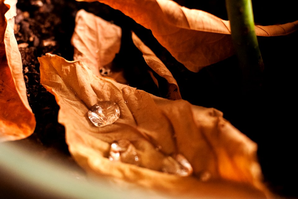 dew drops on brown leaf in selective focus photography