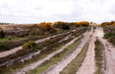 Ashdown forest riding centre, Crowborough, United kingdom photo