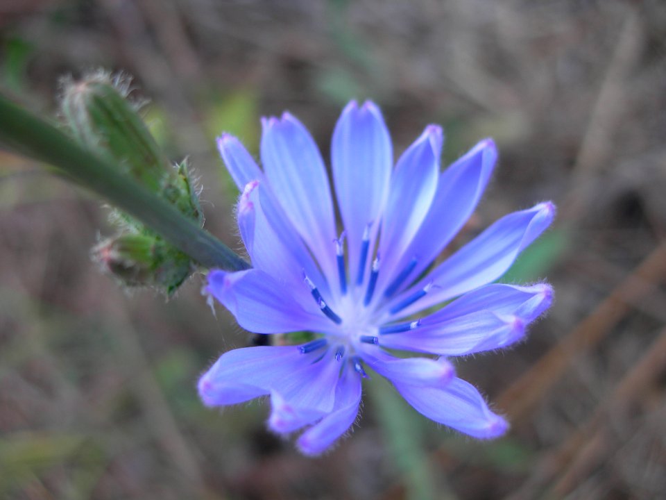 Violet, Flower photo