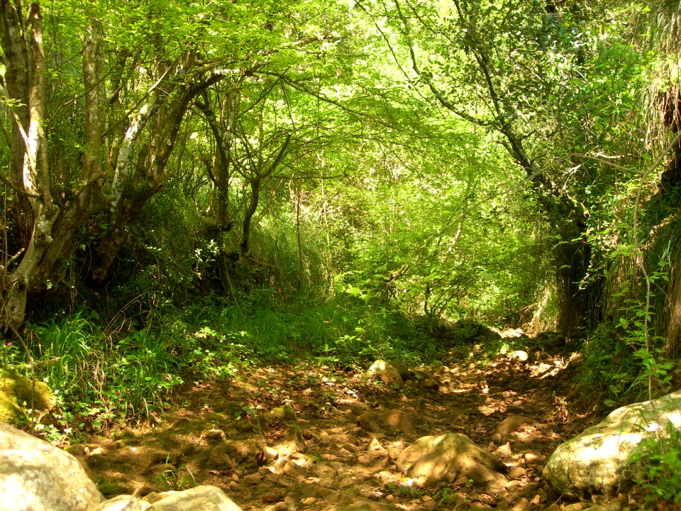 River, Riverbed, Trees