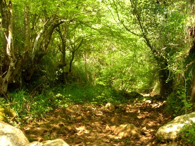 River, Riverbed, Trees photo