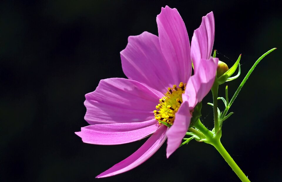 Cosmos kosmee light purple