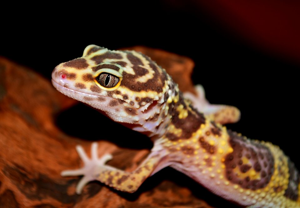 Colombia, Pet, Exotic pet