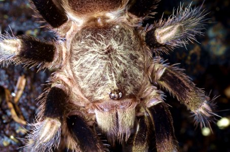 Macro, Legs, Eyes