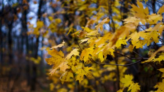 Dayton, United states, Fall