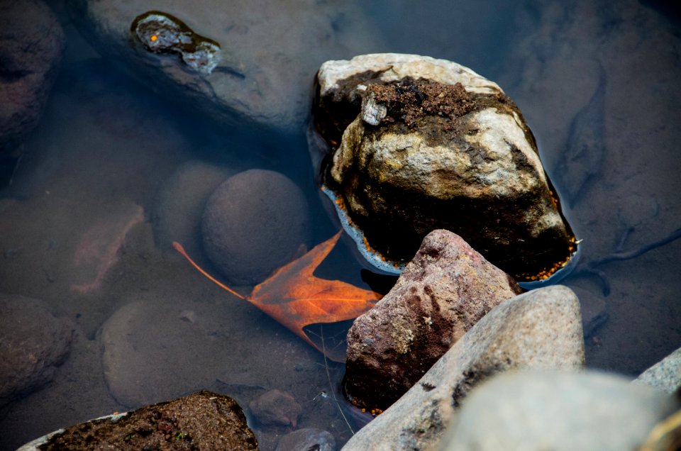 Water, Fall, Leaf