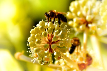 selected-focus photography of yellow and white petaled flower with black and yellow bee