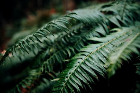 closeup photo of green fern plant
