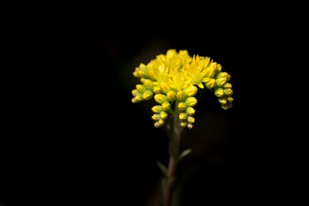 Sedum reflexum blossom bloom