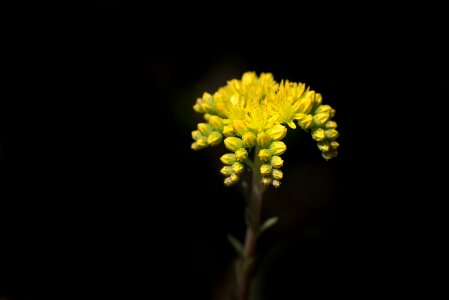 Sedum reflexum blossom bloom photo