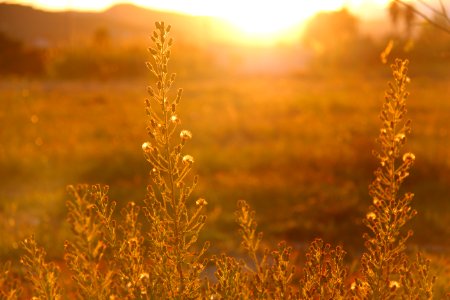 sun lighting grass field