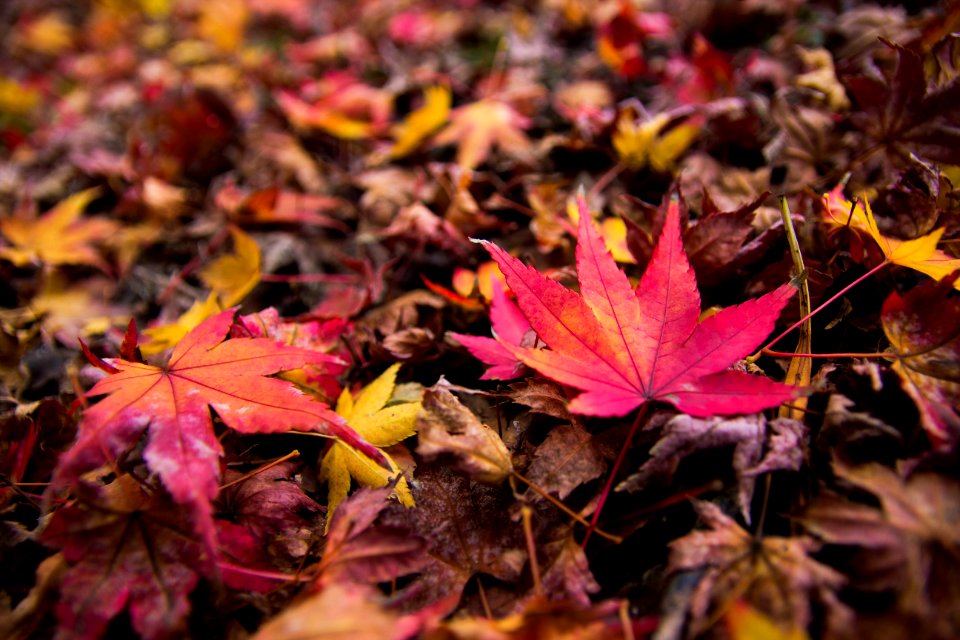Leaf, Leaves, Nature