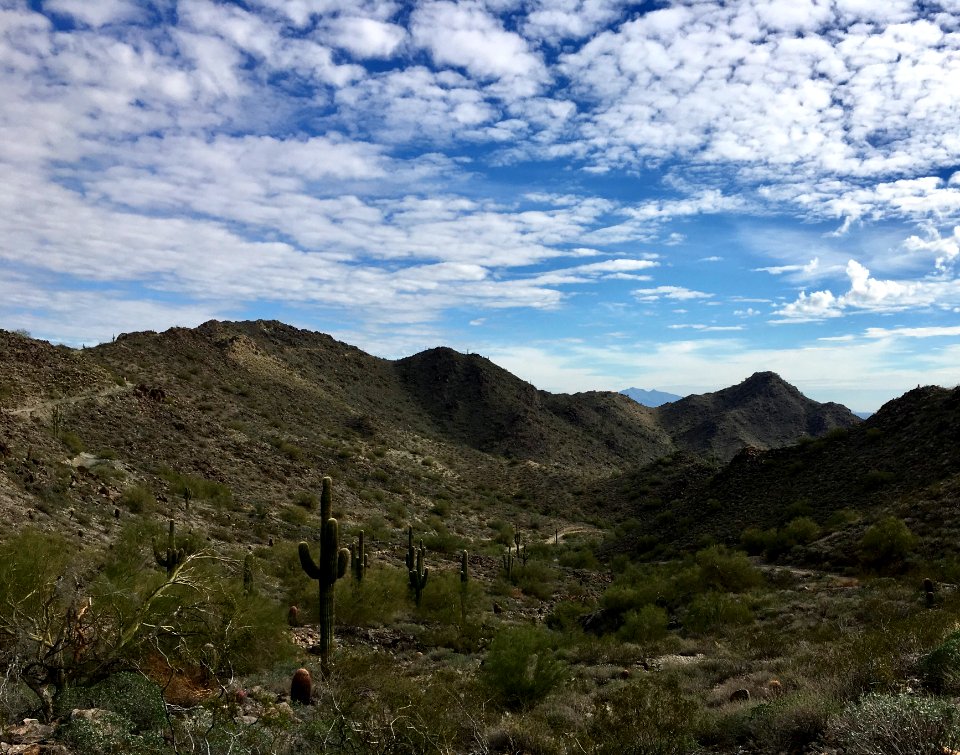 Saguaro, Hike, Winter