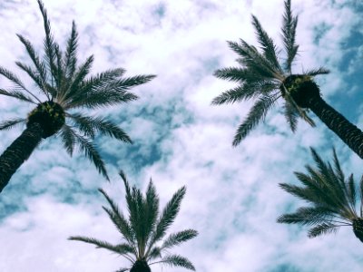 Relax, Vacation, Nature