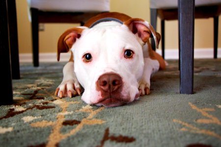 dog laying on area rug photo