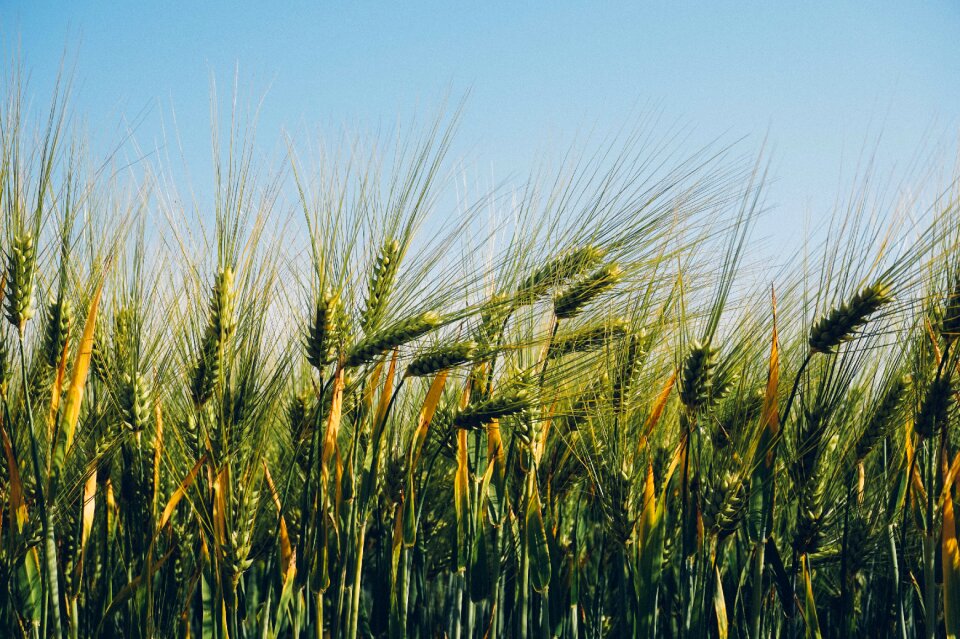Agriculture wheat barley