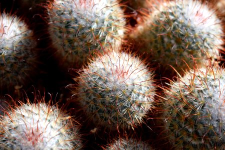 Nature, Plants, Arizona