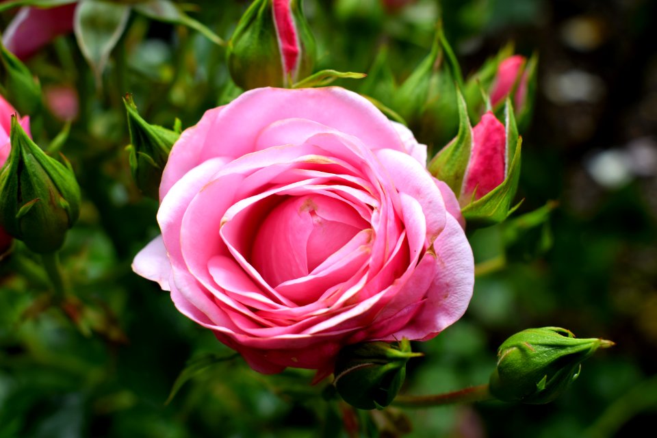 Ubc rose garden, Vancouver, Canada