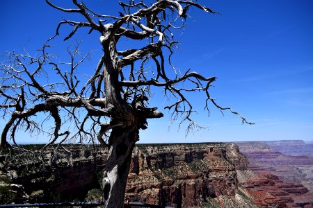 canyon village, United states, Dead tree photo