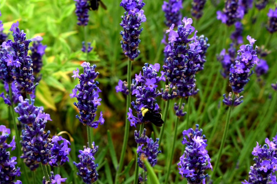 Natural, Green, Purple