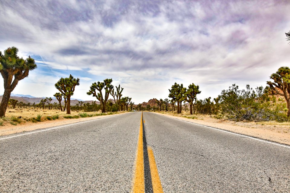 Joshua tree national park, United states, Trees