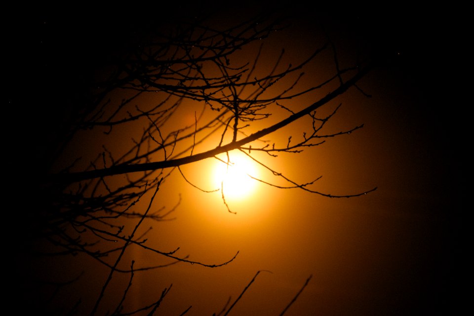 Virginia, Light, Tree