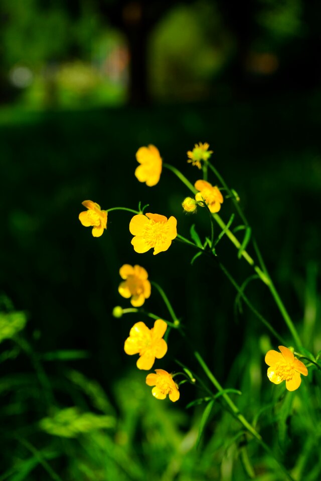 Yellow ranunculus hahnenfußgewächs
