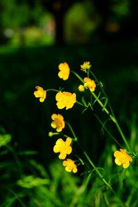Yellow ranunculus hahnenfußgewächs