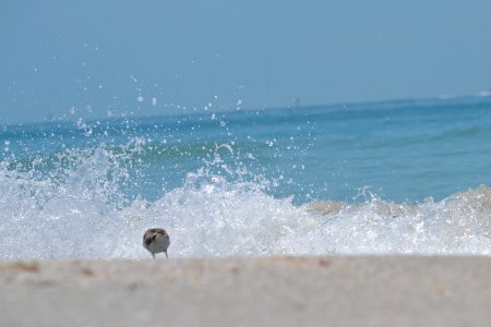 Pass a grille beach, Saint pete beach, United states photo