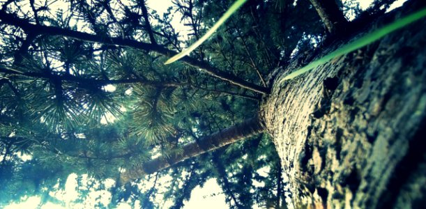 Forest, Trees
