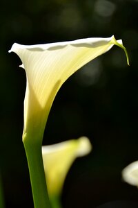 Flower south africa white lily