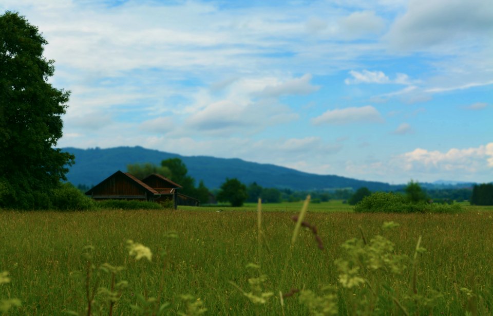 Trees, House, Hills