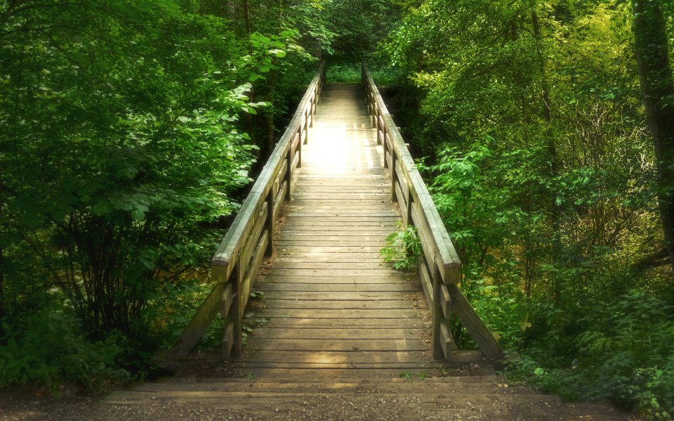 Trees, Forest, Bridge