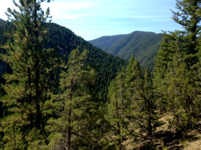 Bozeman, United states, Forest